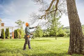 Why Choose Our Tree Removal Services in Hallsville, TX?