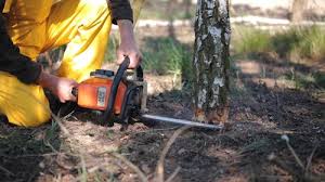 Best Tree Risk Assessment  in Hallsville, TX