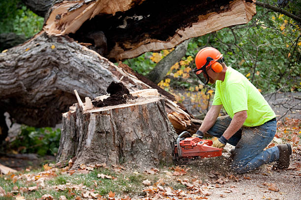 Best Tree Cabling and Bracing  in Hallsville, TX